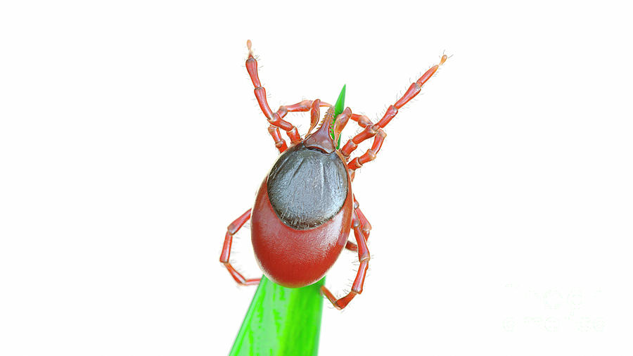 Wildlife Photograph - Illustration Of A Tick On A Blade Of Grass #17 by Sebastian Kaulitzki/science Photo Library