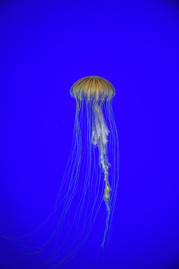 Japanese Jellyfish #17 Photograph by Kenny Thomas