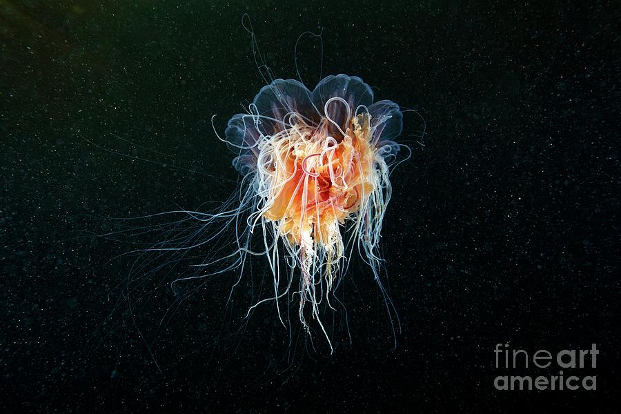 Nature Photograph - Lions Mane Jellyfish #17 by Alexander Semenov/science Photo Library