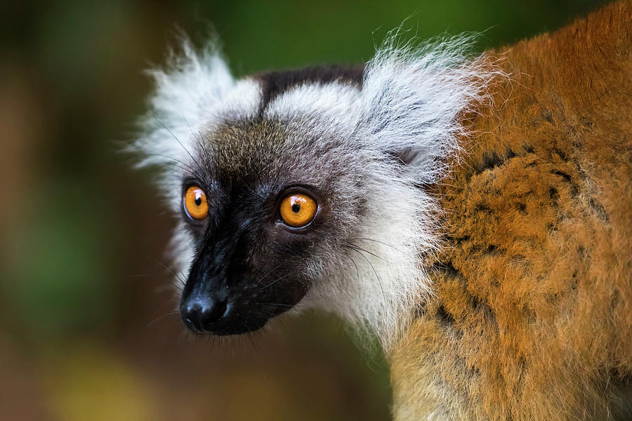 Wildlife Photograph - Madagascar, Akaninny Nofy Reserve #17 by Ellen Goff