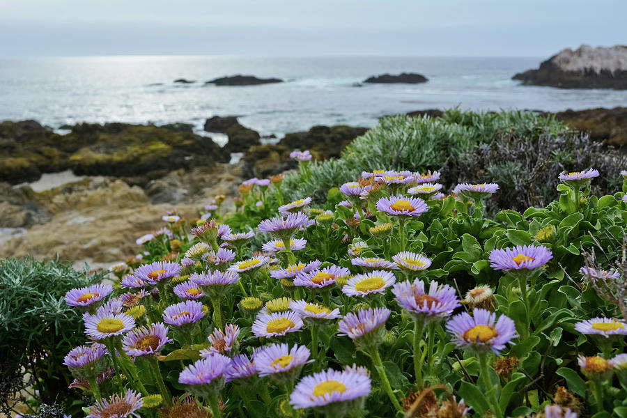 17 Mile Drive Blooms by Kyle Hanson 17 Mile Drive Blooms by Kyle Hanson