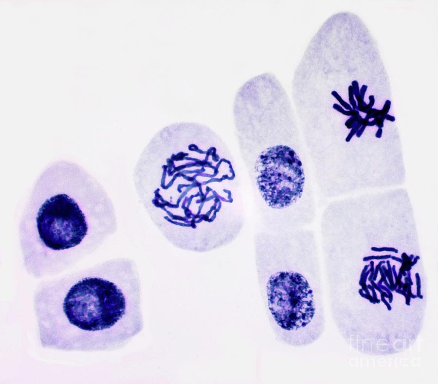 Mitosis #17 by Steve Gschmeissner/science Photo Library