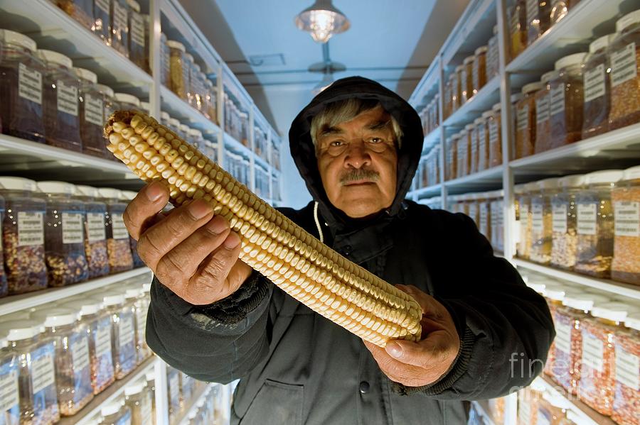 Native Maize Varieties #17 Photograph by Philippe Psaila/science Photo Library