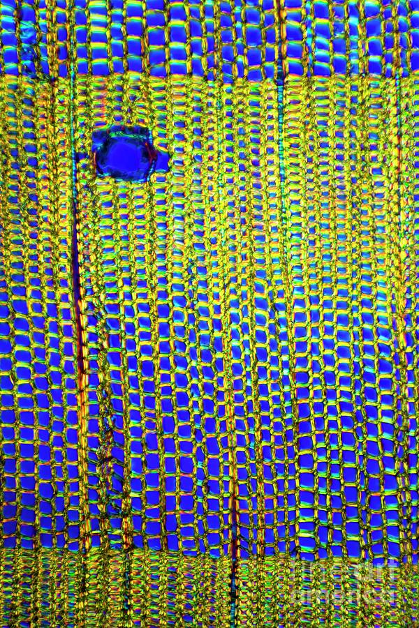 Pine Stem #17 Photograph by Dr Keith Wheeler/science Photo Library