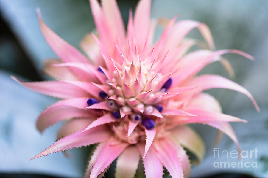Pink Bromeliad Flower #17 Photograph by Raul Rodriguez