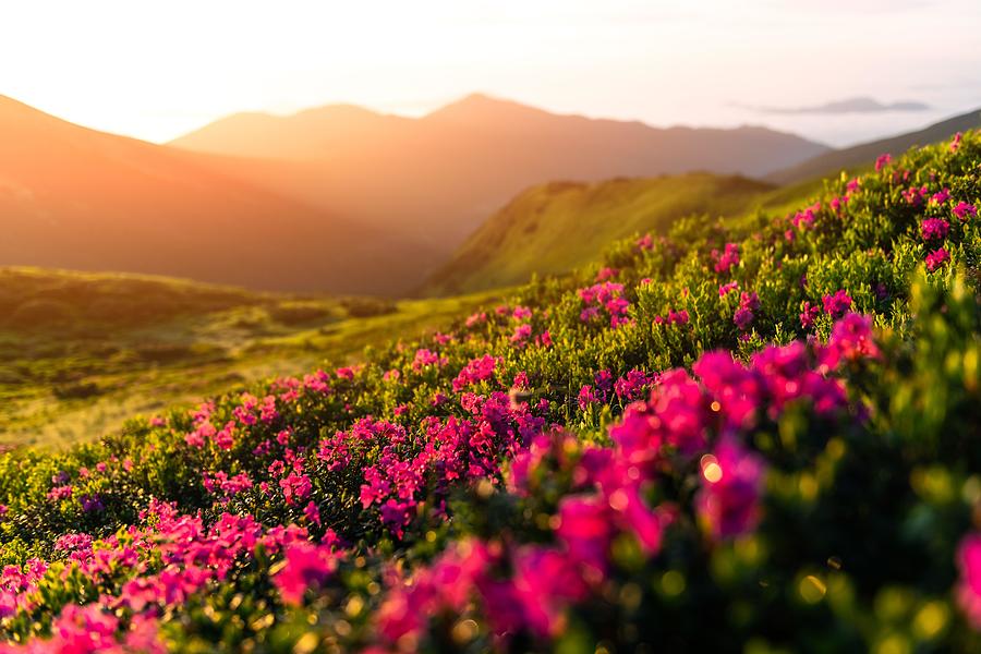 Summer Photograph - Rhododendron Flowers Covered Mountains #17 by Ivan Kmit