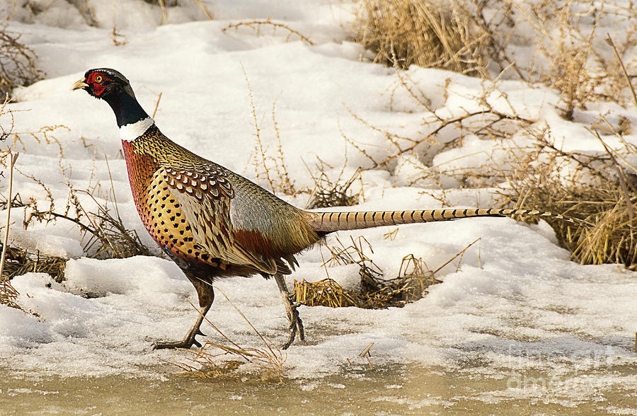 Pheasant Photograph - Ring Necked Pheasant #17 by Dennis Hammer