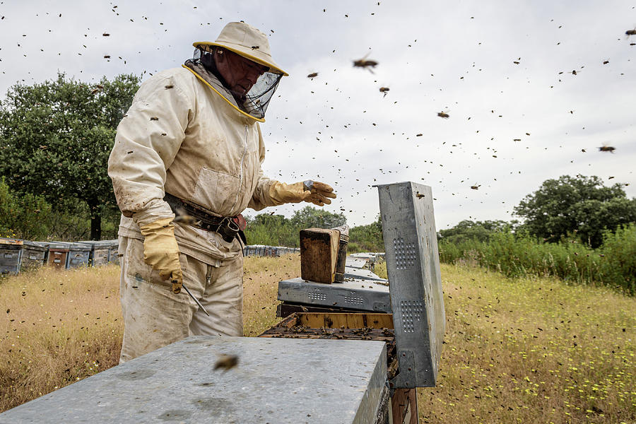 Nature Photograph - Rural And Natural Beekeeper, Working To Collect Honey From Hives #17 by Cavan Images