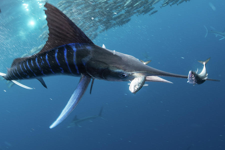 Wildlife Digital Art - Striped Marlin Hunting Mackerel And Sardines #17 by Rodrigo Friscione