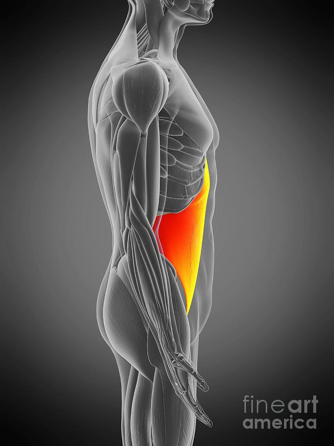 Transversus Abdominis Muscle #17 Photograph by Sebastian Kaulitzki ...