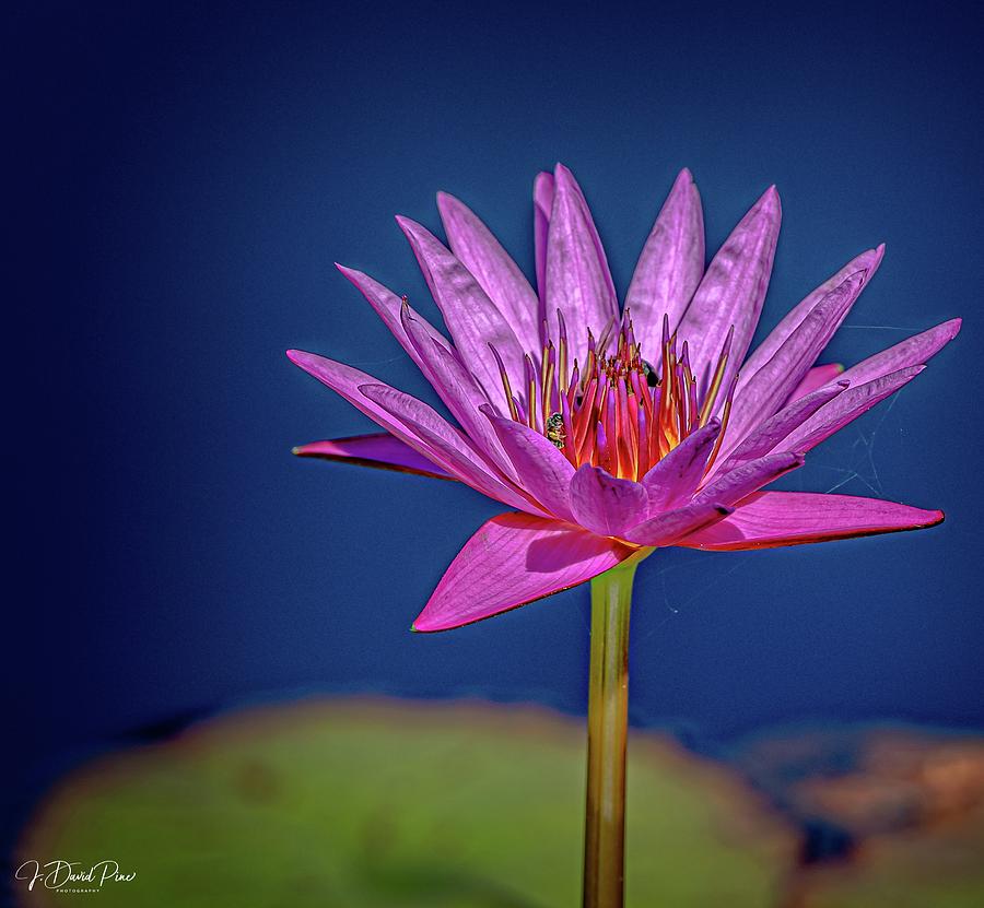 Lily Photograph - Water Lily #17 by David Pine