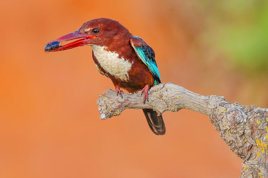 White Throated Kingfisher #17 Photograph by David Manusevich