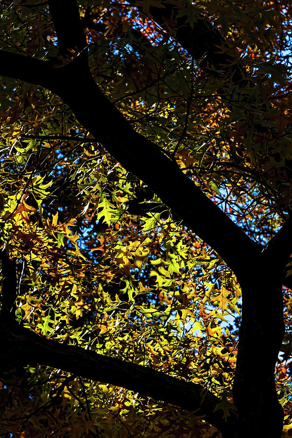 Fall Foliage #177 Photograph by Robert Ullmann