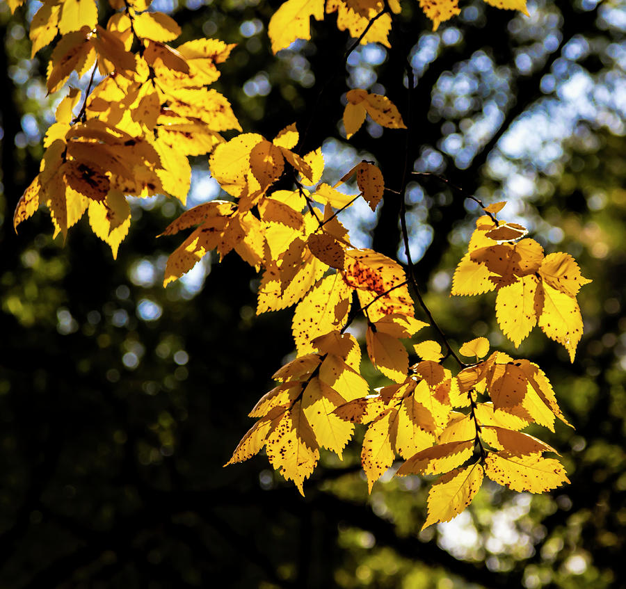 Fall Foliage #178 Photograph by Robert Ullmann