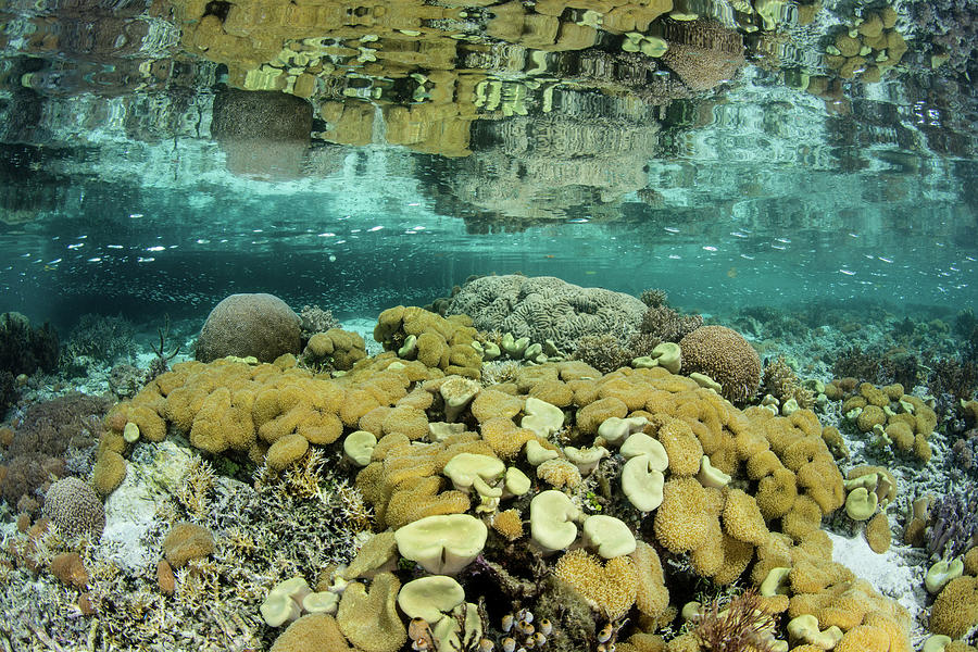 A Beautiful Coral Reef Thrives Among #18 Photograph by Ethan Daniels