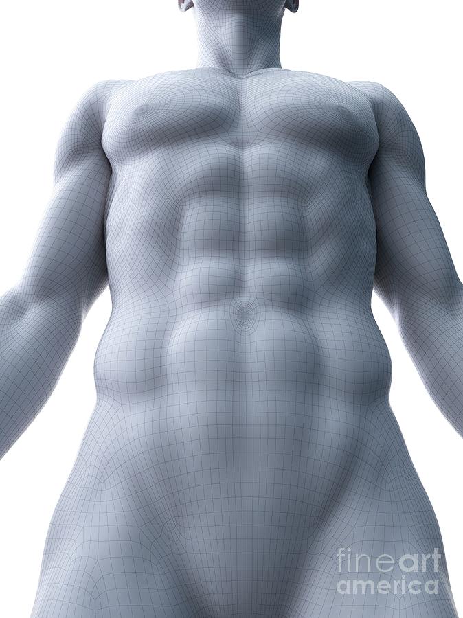 3d Photograph - Abdominal Muscles by Sebastian Kaulitzki/science Photo Library 3d Photograph - Abdominal Muscles by Sebastian Kaulitzki/science Photo Library