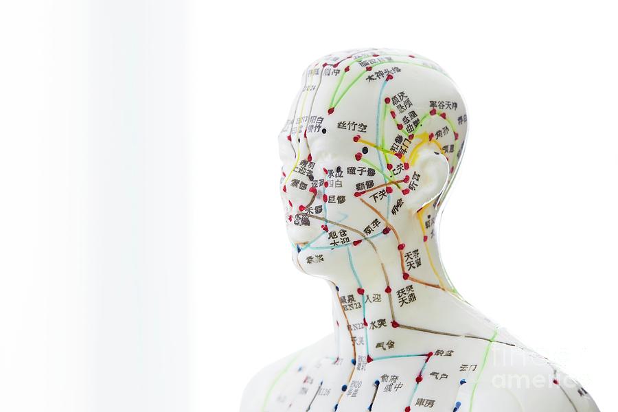 Acupuncture Model Photograph by Science Photo Library - Pixels