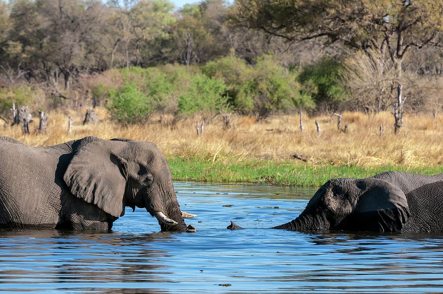 African Elephant In Botswana #18 Digital Art by Jacana Stock