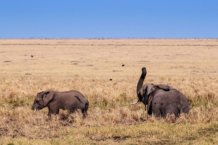 African Elephant In Kenya #18 Digital Art by Jacana Stock