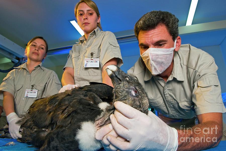 Andean Condor Conservation Project #18 Photograph by Science Photo Library Andean Condor Conservation Project #18 Photograph by Science Photo Library