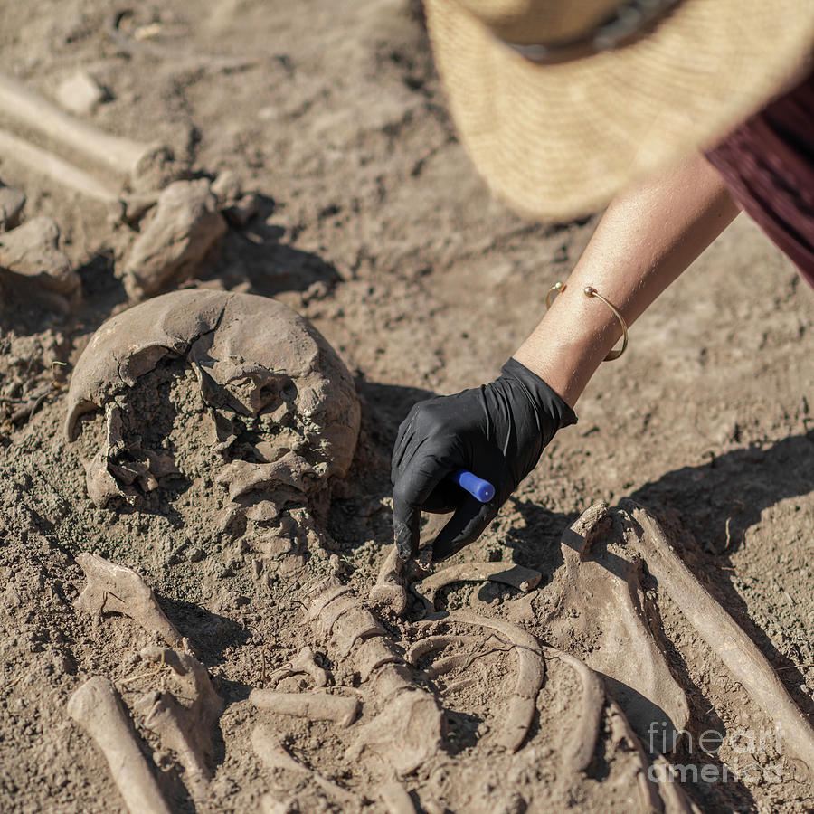 Archaeologist Excavating Skeleton #18 Photograph by Microgen Images/science Photo Library