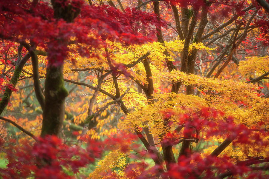 Beautiful colorful vibrant red and yellow Japanese Maple trees i ...