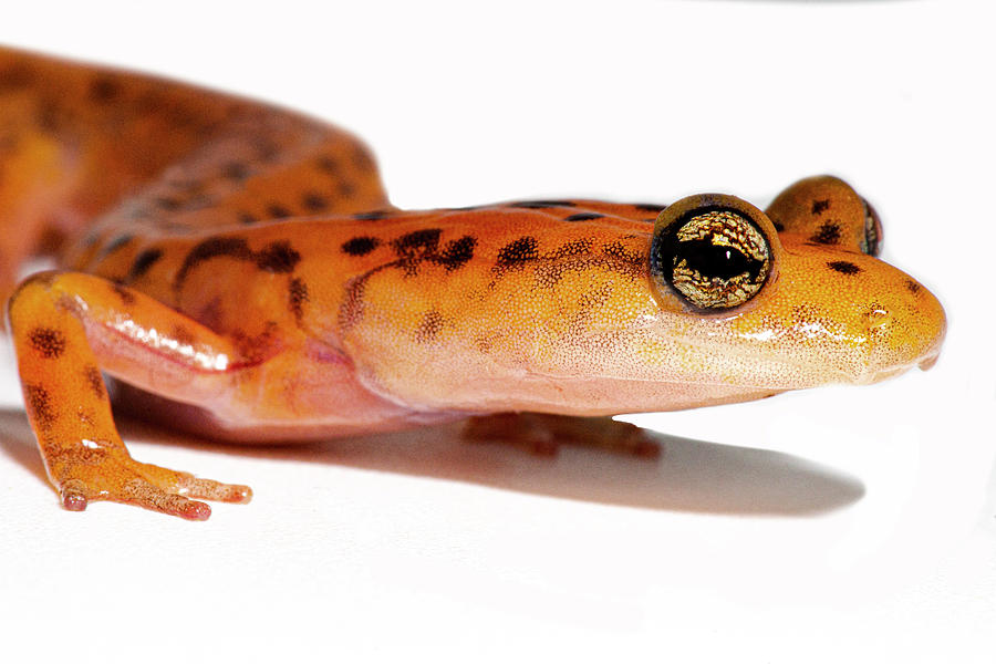Cave Salamander, Eurycea Lucifuga #18 Photograph by Dante Fenolio