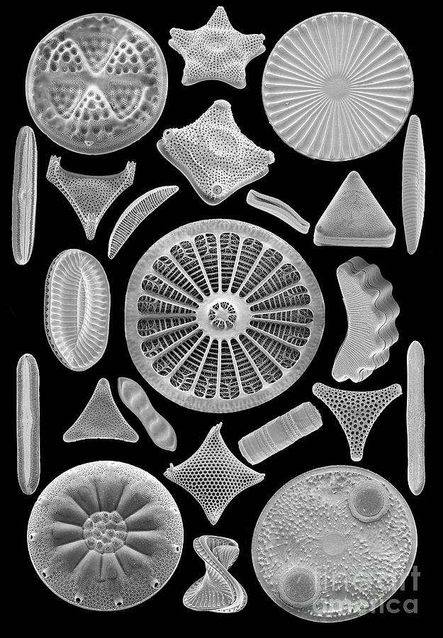 Diatoms 18 Photograph By Steve Gschmeissnerscience Photo Library Pixels