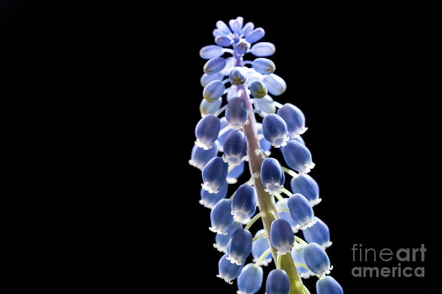 Grape Hyacinth (muscari Sp) Flowers #18 Photograph by Wladimir Bulgar/science Photo Library