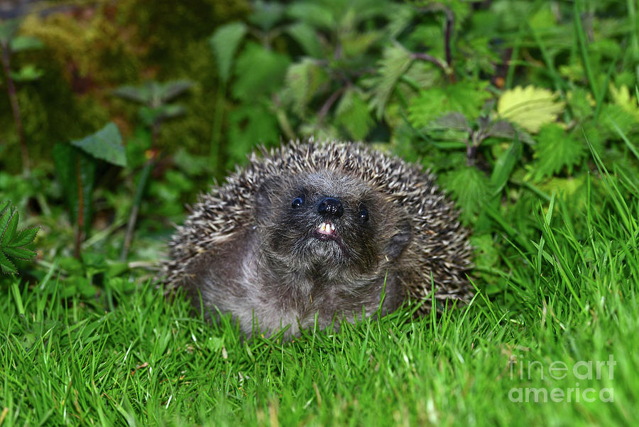 Hedgehog #18 Photograph by Colin Varndell/science Photo Library