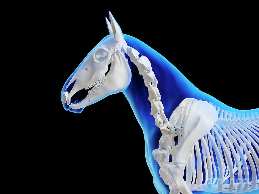 Horse Skeleton Photograph by Sebastian Kaulitzki/science Photo Library