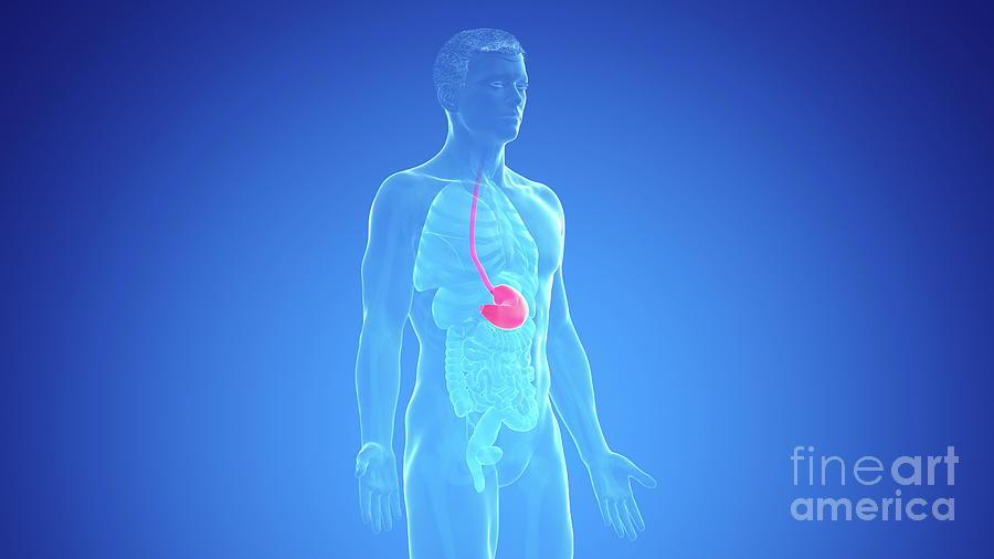 Human Stomach Photograph by Sebastian Kaulitzki/science Photo Library