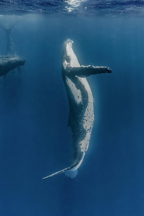 Humpback Whale Megaptera Novaeangliae #18 Photograph by Bruce Shafer