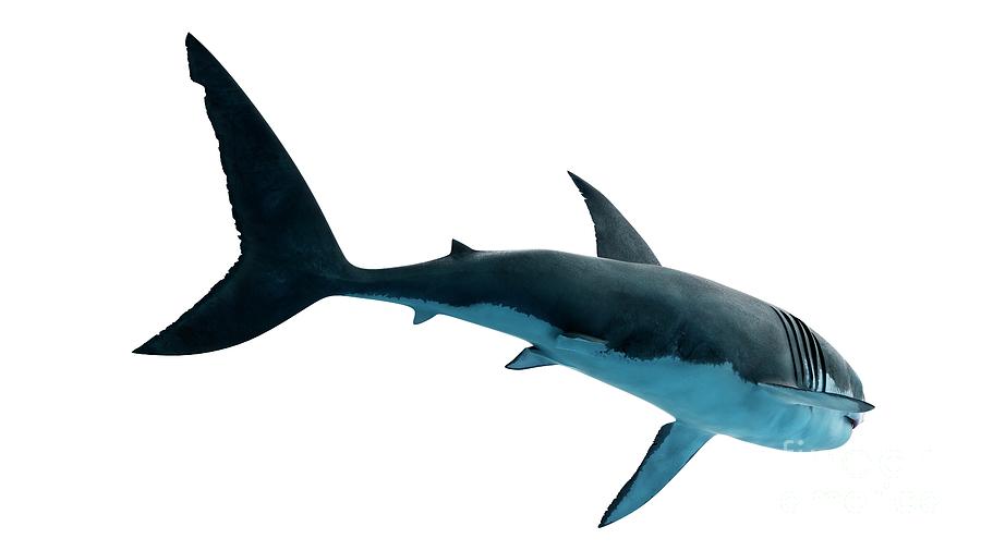 Jaws Photograph - Illustration Of A Great White Shark #18 by Sebastian Kaulitzki/science Photo Library