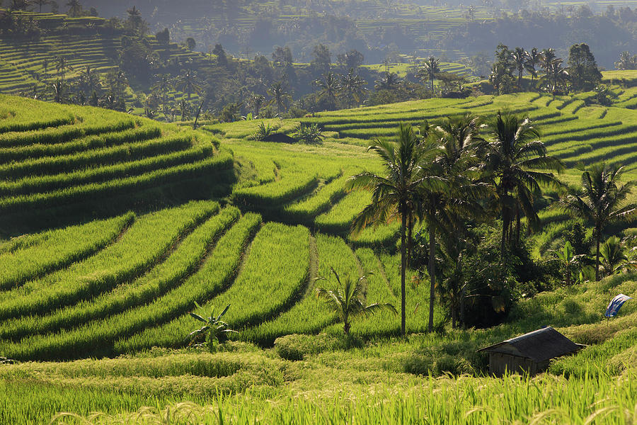 Indonesia, Bali, Rice Fields And #18 Photograph by Michele Falzone