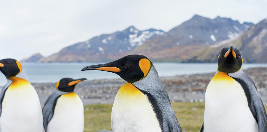 Atlantic Photograph - King Penguin Rookery In St by Martin Zwick Atlantic Photograph - King Penguin Rookery In St by Martin Zwick