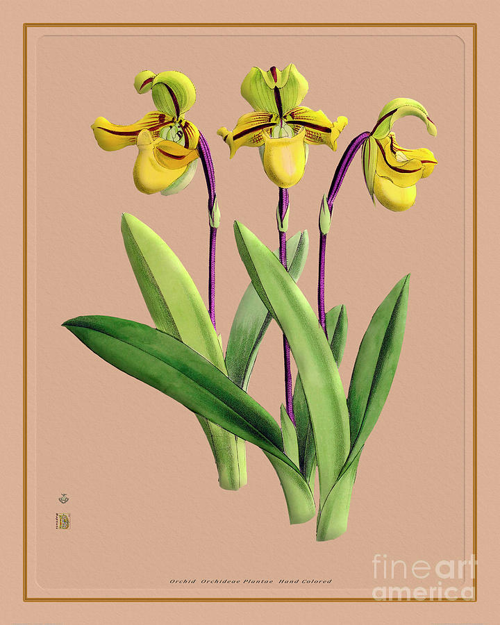 Orchid Flower Orchideae Plantae Illustration Painting