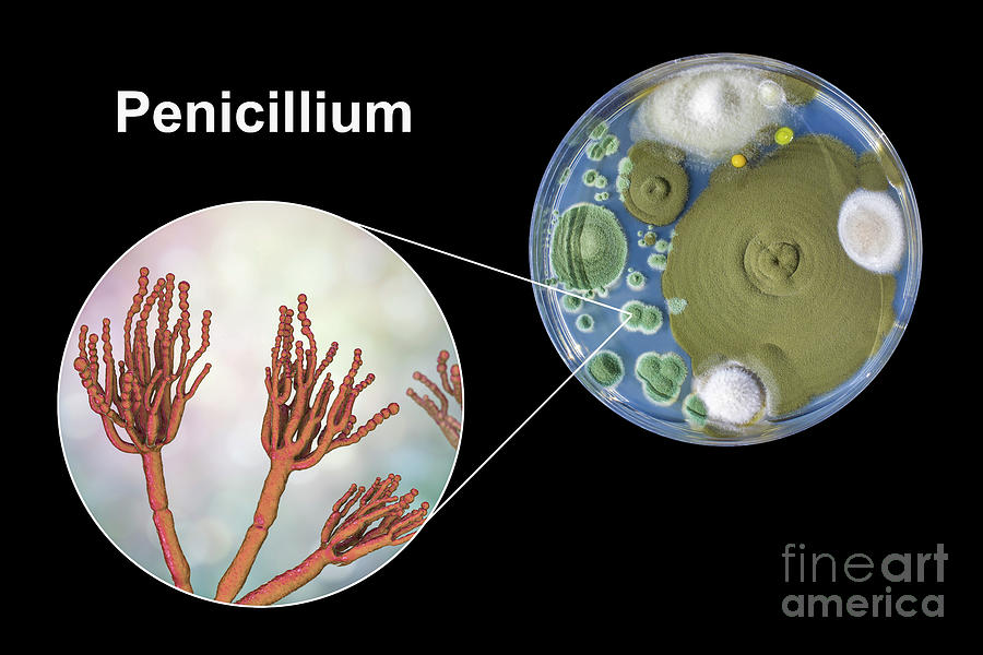 penicillium fungi microscope