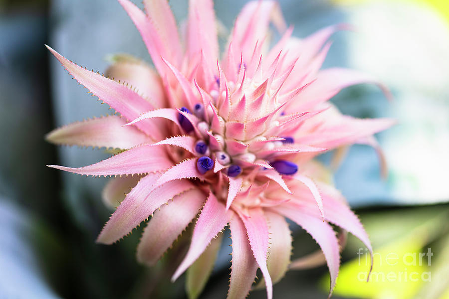 Pink Bromeliad Flower #18 Photograph by Raul Rodriguez