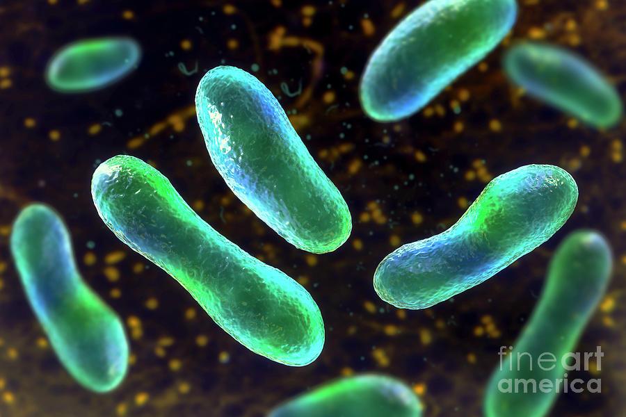 Q Fever Bacteria Photograph by Kateryna Kon/science Photo Library ...