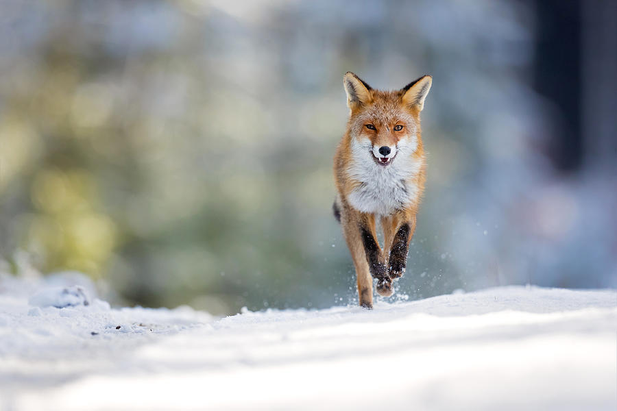 Red Fox #18 Photograph by Milan Zygmunt