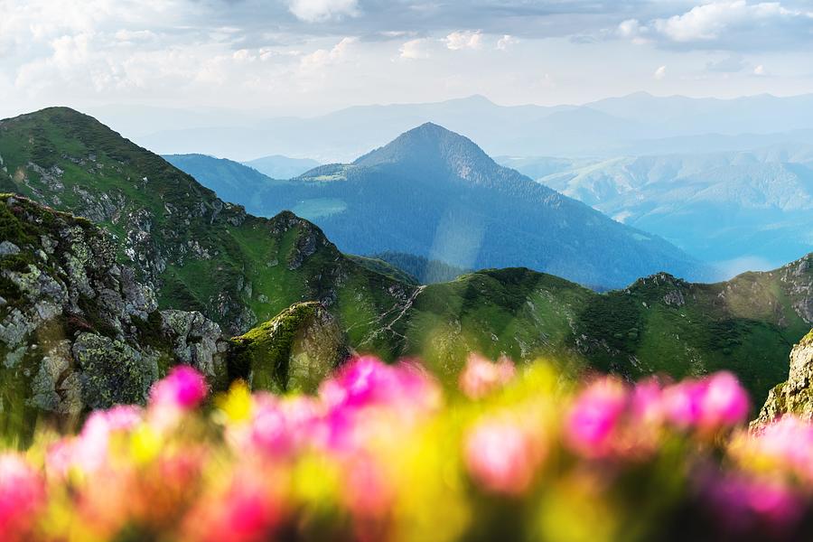 Summer Photograph - Rhododendron Flowers Covered Mountains #18 by Ivan Kmit