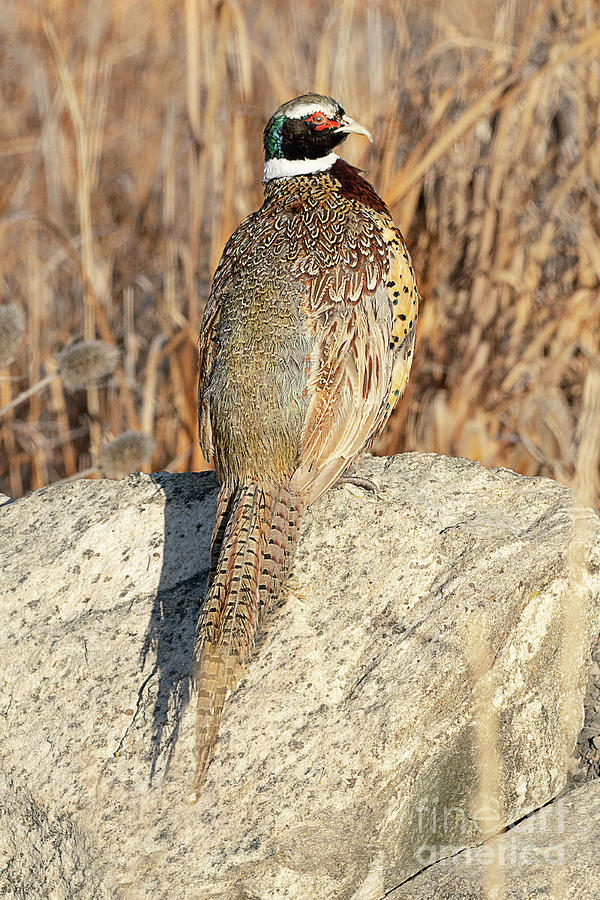 Ring-necked Pheasant Photograph