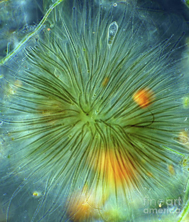 Rivularia Cyanobacteria Photograph by Marek Mis/science Photo Library ...