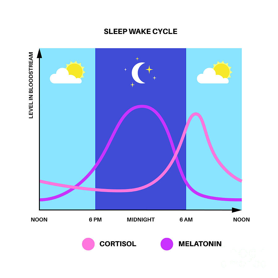 Sleep Wake Cycle Photograph by Pikovit / Science Photo Library - Fine ...