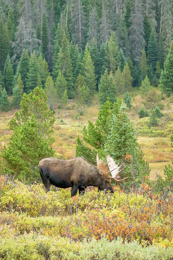Moose Photograph - USA, Colorado, Cameron Pass #18 by Jaynes Gallery