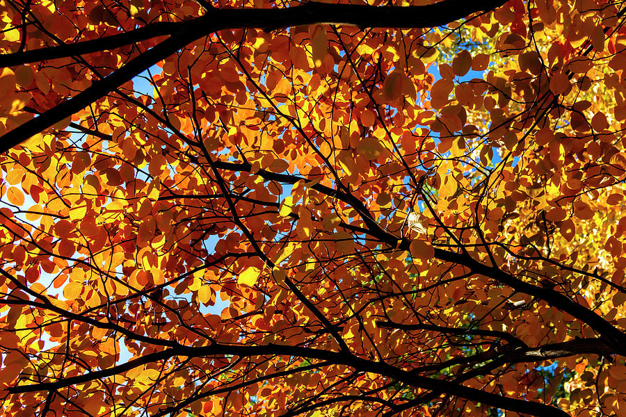 Fall Foliage #180 Photograph by Robert Ullmann