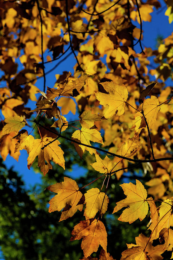 Fall Foliage #181 Photograph by Robert Ullmann