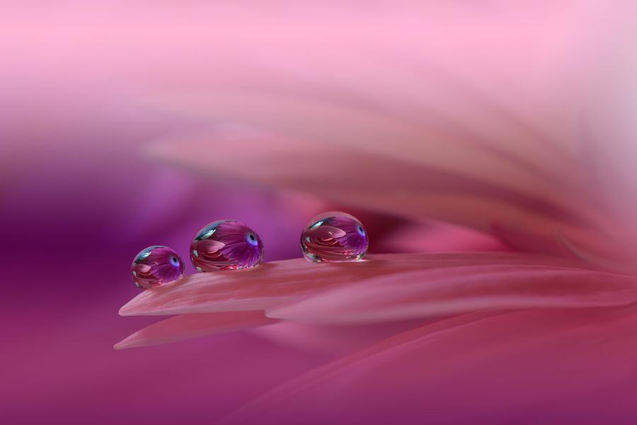 Beautiful Nature Background.floral Art Photograph by Juliana Nan - Fine ...