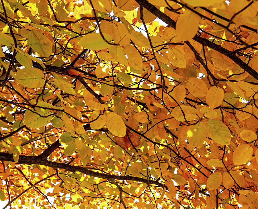 Fall Foliage #182 Photograph by Robert Ullmann
